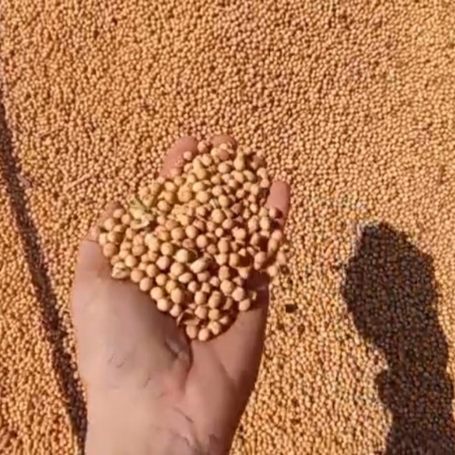 Chickpeas