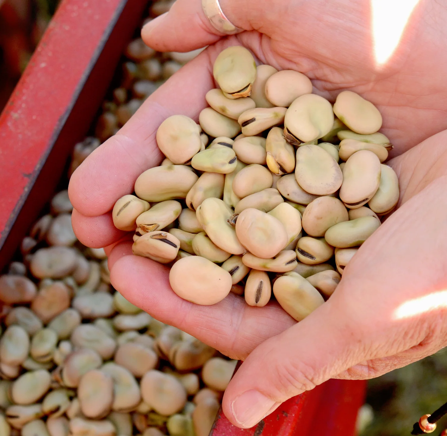 Mixed fava beans